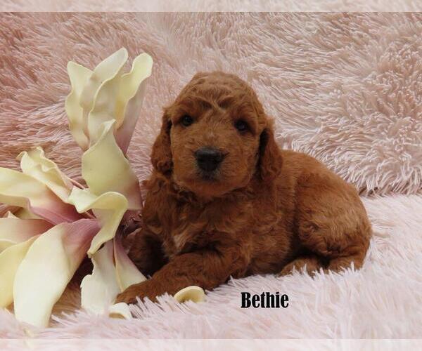 Medium Photo #3 Goldendoodle Puppy For Sale in NEW HOLLAND, PA, USA