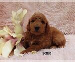 Small Photo #3 Goldendoodle Puppy For Sale in NEW HOLLAND, PA, USA
