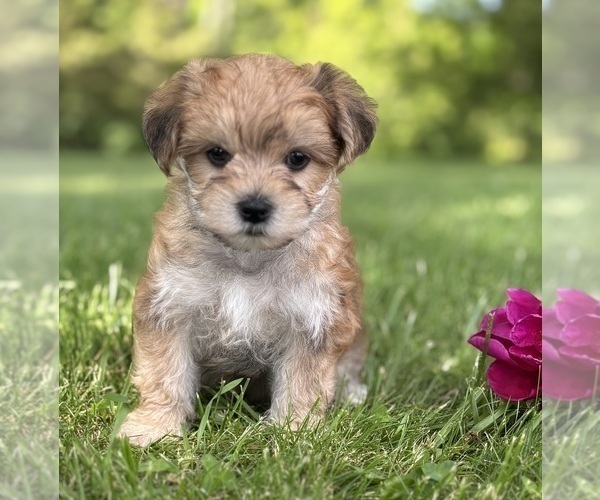 Medium Photo #9 Morkie Puppy For Sale in ROCK STREAM, NY, USA