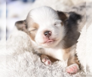 Miniature Australian Shepherd Puppy for sale in CHICKASHA, OK, USA