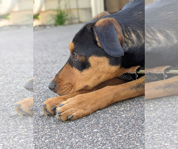Medium Photo #2 Doberman Pinscher-Unknown Mix Puppy For Sale in Minneaoplis, MN, USA