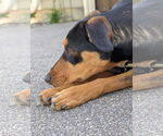 Small #1 Doberman Pinscher Mix