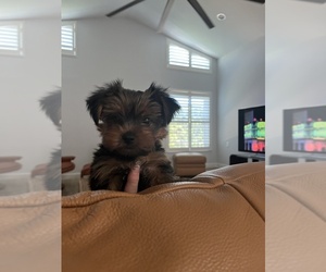 Yorkshire Terrier Puppy for Sale in SARASOTA, Florida USA