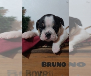Beabull Puppy for sale in LEBANON, PA, USA