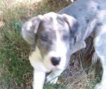 Small Photo #5 Great Dane-Labrador Retriever Mix Puppy For Sale in ESTACADA, OR, USA
