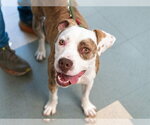 Small Photo #3 Mutt Puppy For Sale in Martinez, CA, USA