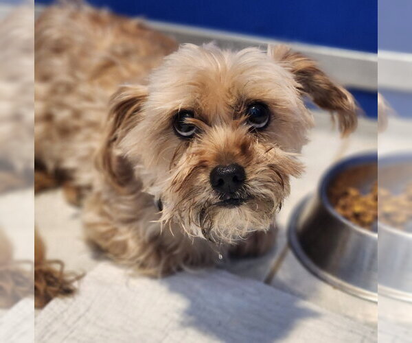 Medium Photo #1 Shih Tzu-Unknown Mix Puppy For Sale in Walnutport, PA, USA
