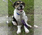 Small #1 American Staffordshire Terrier Mix