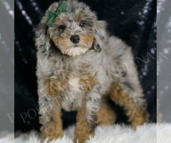 Medium Photo #3 Poodle (Toy) Puppy For Sale in WARSAW, IN, USA