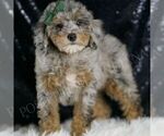 Small Photo #78 Poodle (Toy) Puppy For Sale in WARSAW, IN, USA
