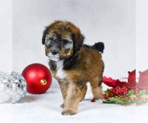Bernedoodle-Poodle (Miniature) Mix Puppy for sale in DALTON, OH, USA
