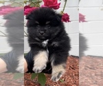 Small #1 Pomeranian