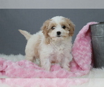 Puppy Glory Cavapoo