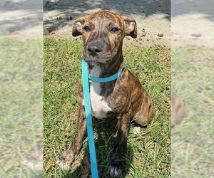 Bulldog-Unknown Mix Dogs for adoption in Tarrytown, GA, USA