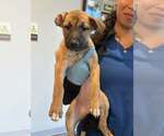 Small Black Mouth Cur-German Shepherd Dog Mix