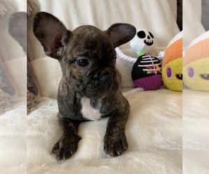 French Bulldog Puppy for sale in JOHNS ISLAND, SC, USA
