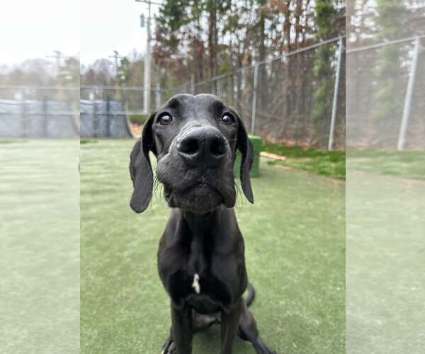 Medium Photo #3 Great Dane Puppy For Sale in Huntersville, NC, USA