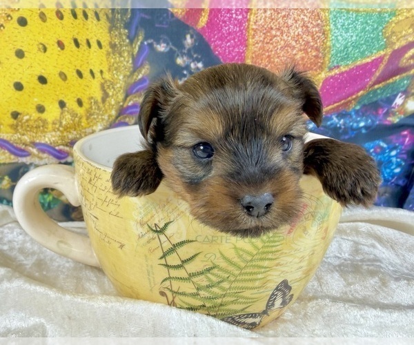 Medium Photo #8 Morkie Puppy For Sale in CASSVILLE, MO, USA