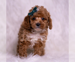 Small Photo #26 Poodle (Toy) Puppy For Sale in WARSAW, IN, USA