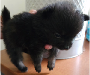 Medium Pomeranian