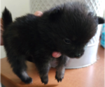 Puppy Puppy 1 Pomeranian