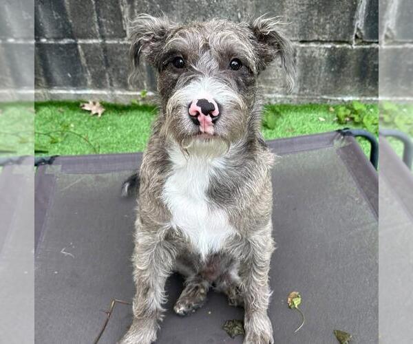 Medium Photo #2 Mutt Puppy For Sale in Bellingham, WA, USA