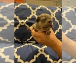Small Photo #3 French Bulldog Puppy For Sale in ORANGE, CA, USA