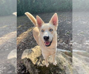 Labsky Dog for Adoption in Cumming, Georgia USA