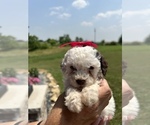 Small Photo #4 Poodle (Miniature) Puppy For Sale in SPARTA, KY, USA