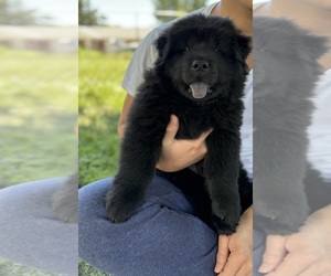 Chow Chow Puppy for sale in OMAHA, NE, USA