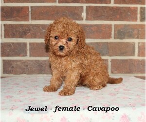 Cavapoo Puppy for sale in CLARKRANGE, TN, USA