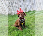 Small #16 Dachshund-Labrador Retriever Mix