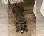Small American Staffordshire Terrier
