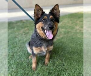 Mutt Dogs for adoption in Camarillo, CA, USA