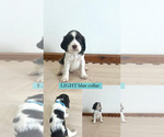 Puppy Light Blue English Springer Spaniel