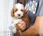 Small #3 Bernedoodle (Miniature)