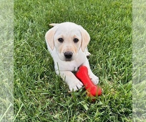 Labrador Retriever Puppy for sale in INDIANAPOLIS, IN, USA