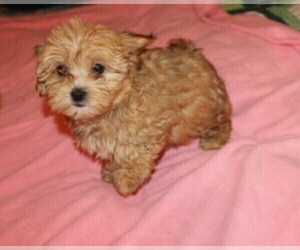 Havanese Puppy for sale in THAYER, KS, USA
