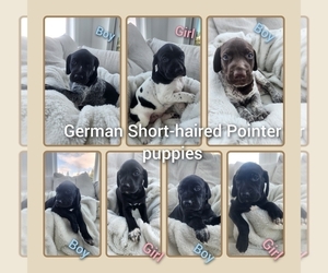German Shorthaired Pointer Puppy for sale in BATTLE GROUND, WA, USA