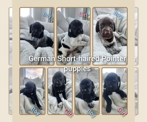 German Shorthaired Pointer Puppy for sale in BATTLE GROUND, WA, USA