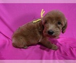Small #1 Goldendoodle