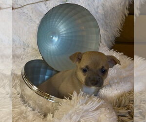 Chihuahua Dogs for adoption in Chico, CA, USA