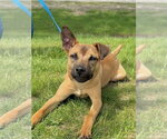Small Black Mouth Cur Mix