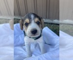 Puppy Stitch Beagle-Cardigan Welsh Corgi Mix