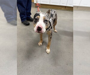 Mutt Dogs for adoption in Forestville, MD, USA