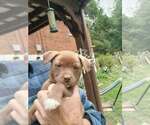 Small Labrador Retriever Mix