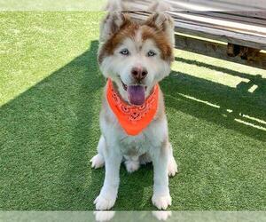 Siberian Husky Dogs for adoption in Orange, CA, USA