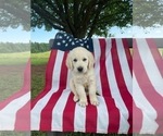 Small Photo #10 English Cream Golden Retriever Puppy For Sale in PROSPECT, VA, USA