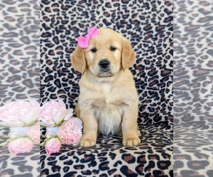 Golden Retriever Puppy for sale in OXFORD, PA, USA