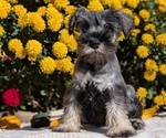 Small #2 Schnauzer (Miniature)